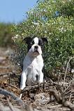 BOSTON TERRIER 091